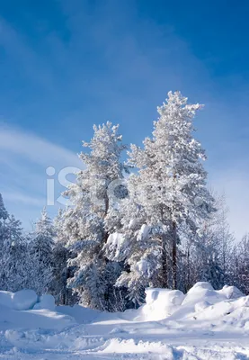 Ветка сосны в снегу - 70 фото