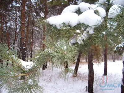 Ветка сосны в снегу - красивые фото