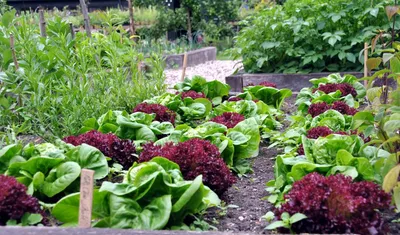 Тренд на садоводство: как создать современный огород на своем участке