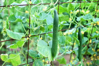 Схемы посадки огурцов: 4 причины, почему стоит их соблюдать | AgroMarket  интернет магазин семян