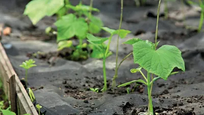 Выращивание огурцов на агроволокне: советы от Agro-Market