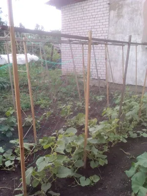 Подвязка огурцов в теплице Дача,сад и огород