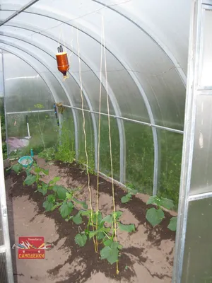 Связующий шпагат для овощей, тип поддержки растений, зажимы для подвязки  томатов, решетка для сада, виноградный шнур, зажим для фиксации растений,  клетки 20/30/50/100 метра | AliExpress