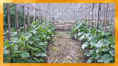 Меньше грядок — больше урожая: выращивание огурцов на открытом грунте  ёлочкой | FORUMHOUSE | Дзен