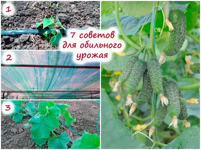 Выращивание огурцов в открытом грунте и теплице, семенами и рассадой -  Метеонова