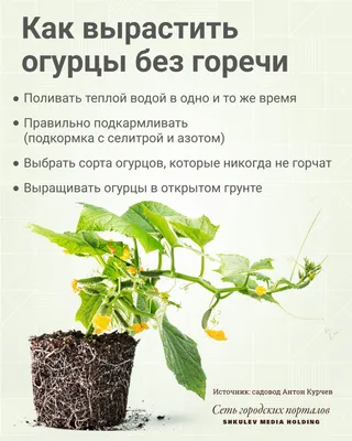 Сезон выращивания огурцов — на старт, внимание, марш! - Aednik24