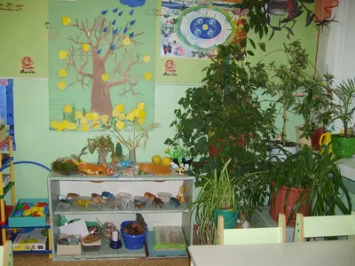 Уголок природы в старшей группе детского сада по ФГОС