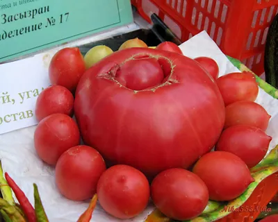Сызранский помидор фото фото