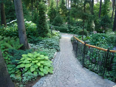 Сад под пологом леса - ландшафтный дизайн участка под пологом леса, сад в  тени, тенистый сад, тенелюбивый сад