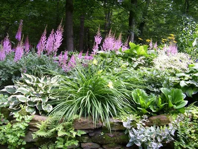 Тенистый сад с perennials стоковое фото. изображение насчитывающей  ослаблять - 38092930