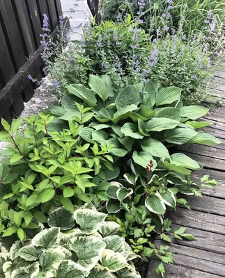 Какие лучше всего использовать растения для тенистого сада?