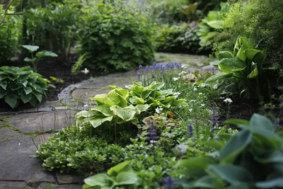 Растения тенистого сада | Статьи для садоводов