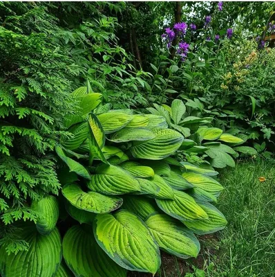 Теневыносливые растения для сада: неприхотливые тенелюбивые цветы,  кустарники и травы | Houzz Россия