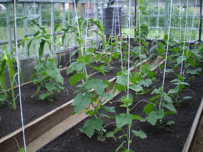 8mx50m-горячеоцинкованная конструкция теплица для посадки огурцов и томатов  в наружном саду | AliExpress