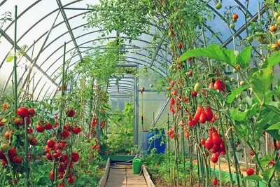 Инновационная теплица начала поставки овощей в Петропавловске