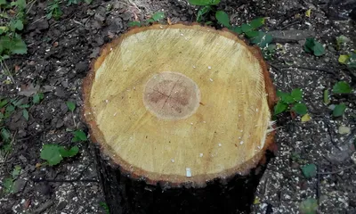 Высадка деревьев в Туле: дорогостоящий проект или ошибка в 10 млн рублей? |  ИА “Тульская Пресса”