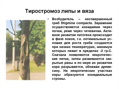 Ранняя «осень» на липах – опасный сигнал :: Новостной портал города Пушкино  и Пушкинского городского округа