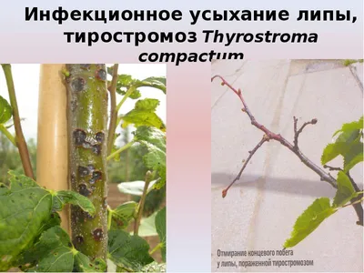 Обработка лиственных деревьев от короеда и других насекомых