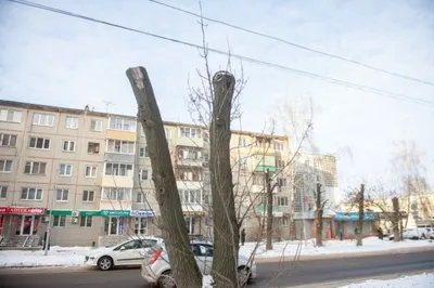 Воронежские деревья поражены инфекционным высыханием и грибком —  Интернет-канал «TV Губерния»