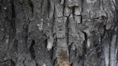 Помочь зелёным лёгким. Почему в Липецке гибнут деревья и что делать? |  ЛИПЕЦК | АиФ Черноземье