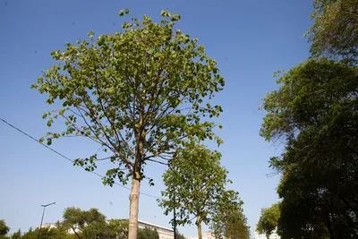 Цитоспороз плодовых деревьев - 74 фото