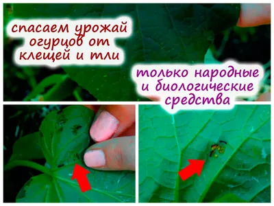 Как понять, что на огурцах поселился паутинный клещ? Сначала на листьях  появляются светлые точки, которые со временем увеличиваются.… | Instagram