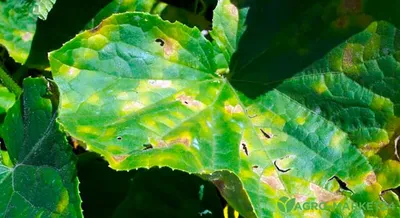 Болезни и вредители огурцов: описание, фото листьев, лечение, способы борьбы