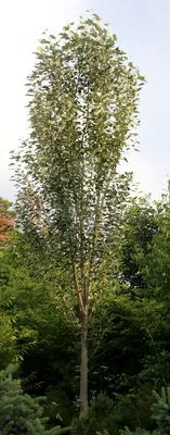 Тополь – дерево и древесина – Populus spp.