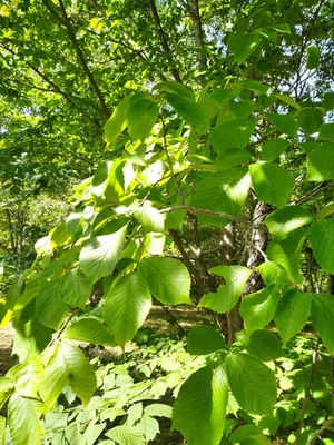 Тополь | Лиственные деревья | Каталог растений | CАДиК