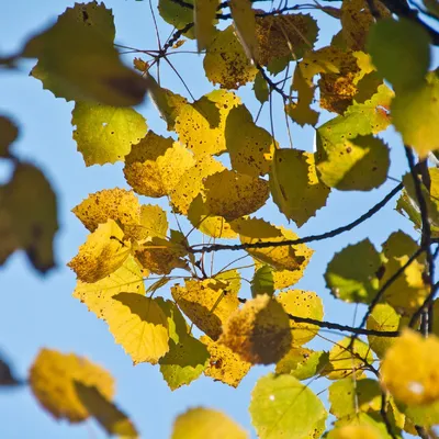Почему тополя в поселке Прикамья сбросили листья в конце июня - 8 августа  2022 - 59.ru