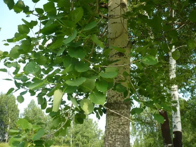 Фотокаталог растений: Тополь белый (Populus alba)
