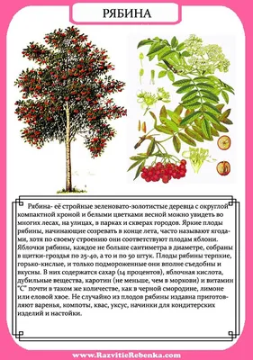 Тополь - Интернет-журнал «Живой лес»