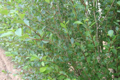 Cпособ размножения тополя белого пирамидального (мужская форма) в культуре  изолированных тканей растений для озеленения населенных пунктов Иркутской  области