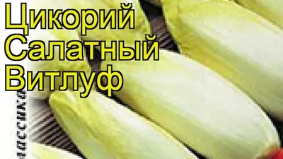 Семена Русский огород Салатный цикорий витлуф - отзывы покупателей на  Мегамаркет