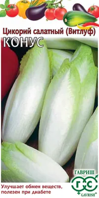 свежий цикорий овощ, который может быть обработан и приготовлен в суп или  жаркое Стоковое Изображение - изображение насчитывающей зеленый, рука:  239457517