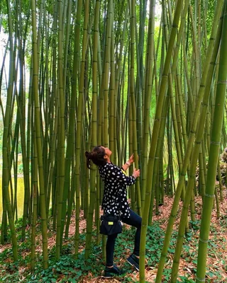 Интересные факты о бамбуке - ЯПлакалъ