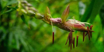 Иассовое цветение бамбука реалистично» — создано в Шедевруме