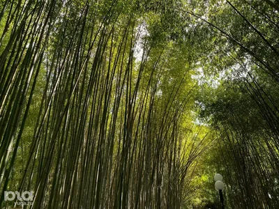 Как выглядит цветущий раз в 60 лет бамбук в Сочи | ОБЩЕСТВО | АиФ Краснодар