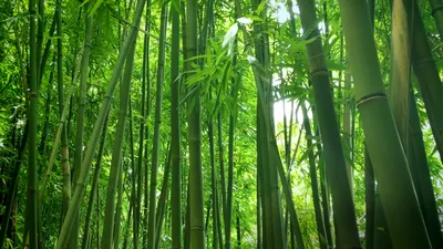 Бамбуковые рощи в Японии – ценный ресурс или источник проблем? | Nippon.com