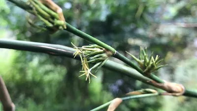 Феномен цветения бамбука » uCrazy.ru - Источник Хорошего Настроения