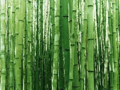 Цветение редкого бамбука: растение выпустит цветы впервые за 120 лет, а  затем умрет