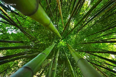 В сочинском парке впервые почти за 60 лет зацвел бамбук - Российская газета