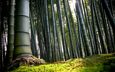 Японский новый год зеленые листья бамбука листья бамбука ветки цветущей  сливы Фон Обои Изображение для бесплатной загрузки - Pngtree