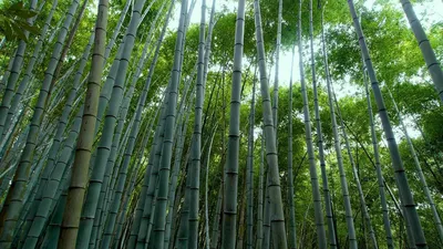 Цветущий бамбук - 68 фото