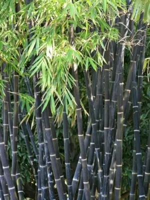 Цветение бамбука | Ехали в Сочи | Дзен