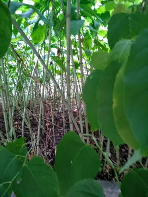 Загадка мистического цветения бамбука Хенон, цветущего раз в 120 лет, после  которого он умирает | Восемь лап! | Дзен