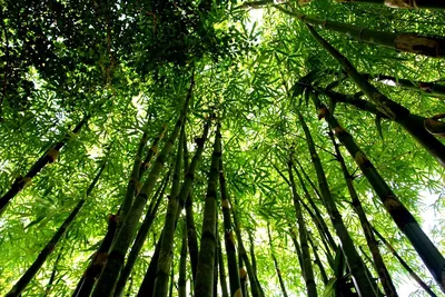 В Сочи впервые за полвека зацвел один из самых крупных видов бамбука. ВИДЕО