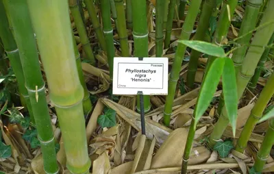 О цветении бамбука