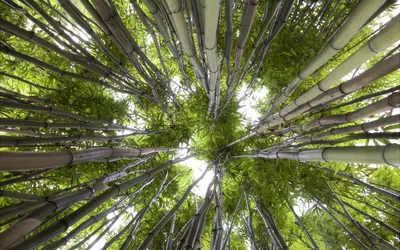 Цветущий бамбук (54 фото) - 54 фото