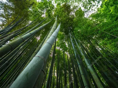 Бамбуковые рощи (26 фото) » Невседома